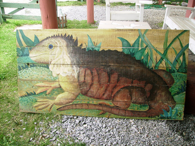 Lagarto sobre el campo