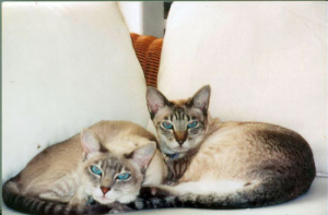 Gatos siameses