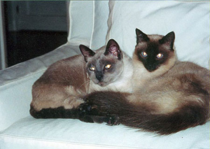 Foto original de los gatos