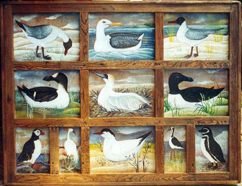 Aves marinas, Gaviotas, Pingüinos y otras