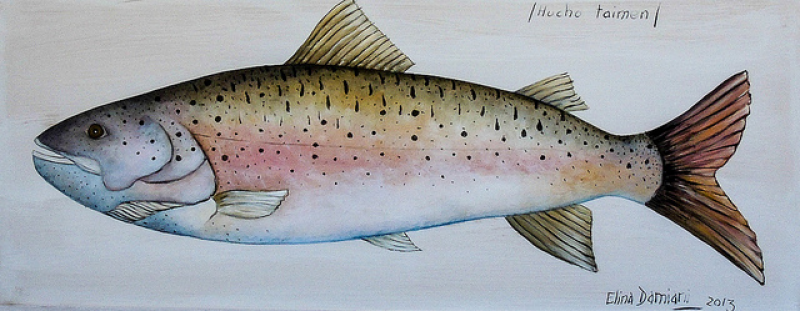Salmón