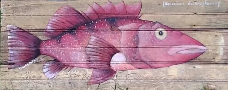 Pescado rosado sobre madera