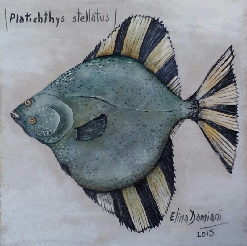 Platichthys stellatus