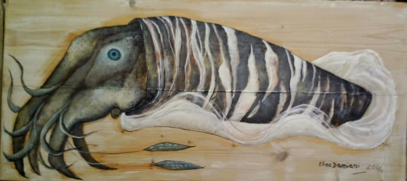 Animal marino, cepia