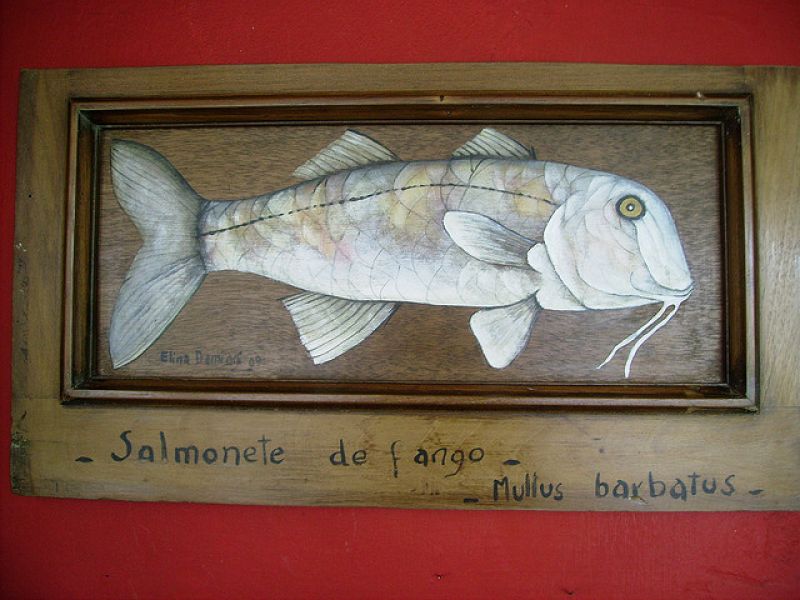 Salmonete