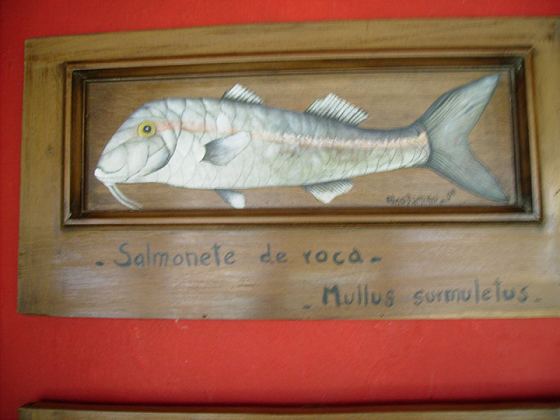 Salmonete